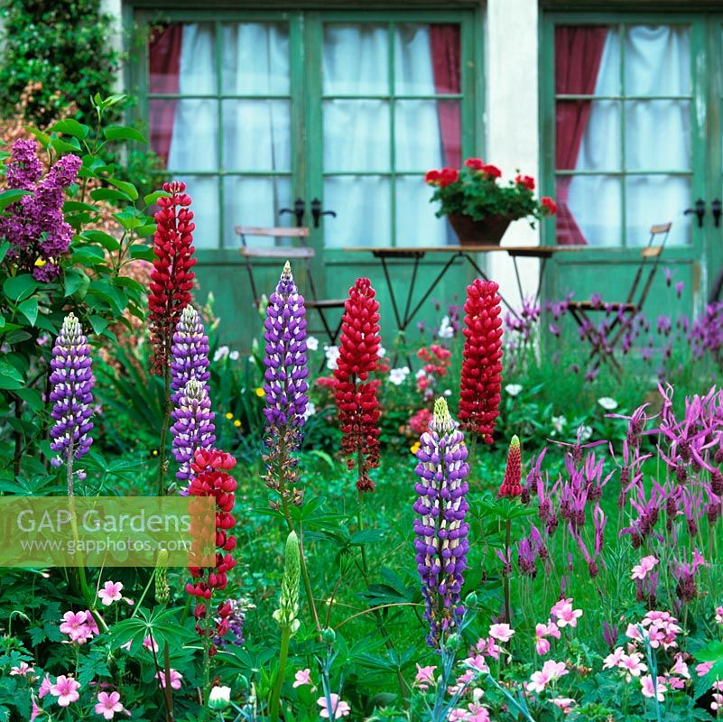 French lavender, Lavandula stoechas Papillon, lupins, Geranium Wargrave Pink. Behind, patio seating, pot of geranium.