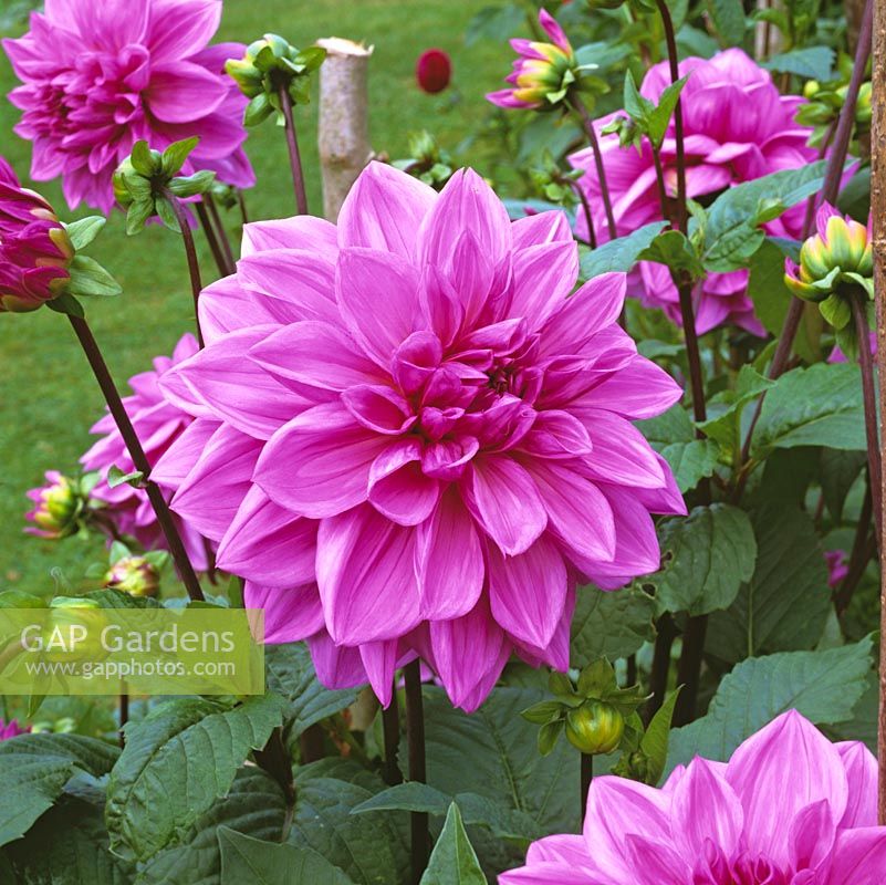 Dahlia 'Lilac Time', anemone-flowered, bears vivid pink flowers from late summer until autumn. September