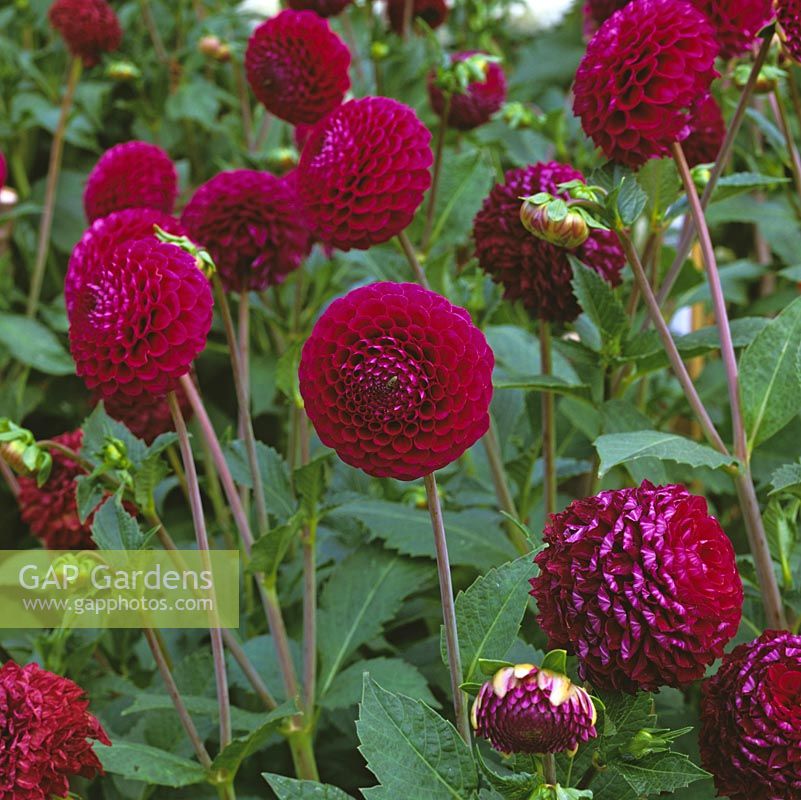 Dahlia 'Rocco', pompon flowered, bears small, rounded dark pink flowers from late summer until autumn. September