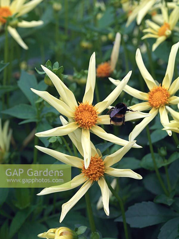 Dahlia 'Honka', a yellow single orchid form. Dahlias are perennial tubers, often not frost hardy. September