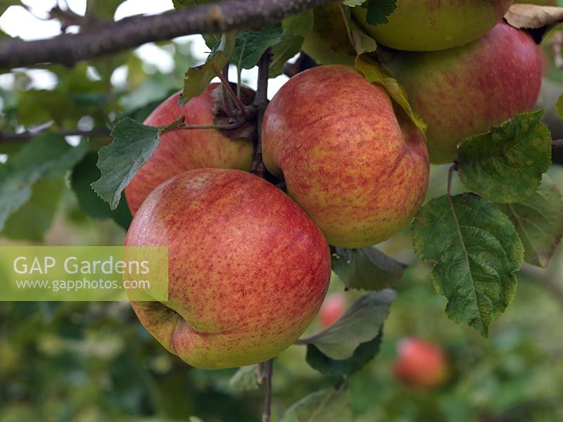 Malus 'Newton's Wonder', a traditional English cooking apple.