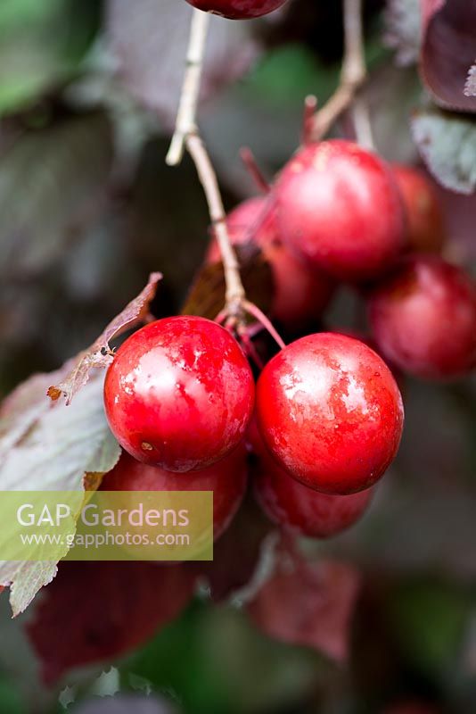 Prunus cerasifera 'Nigra', black cherry plum, bears small, edible red plums in late summer. 