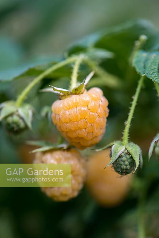 Raspberry 'All Gold', a heavy cropping, late raspberry bearing delicious golden berries.