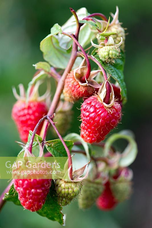 Raspberry 'Himbo Top', a new variety, bears huge succulent fruit on long stems.
