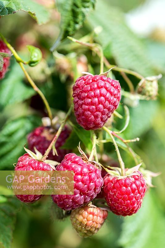 Raspberry 'Erika', a high yielding variety with a fresh, fruity flavour.