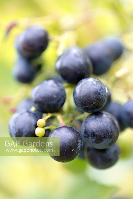 Vitis 'Muscat Bleu', a large sweet black grape maturing in early autumn.