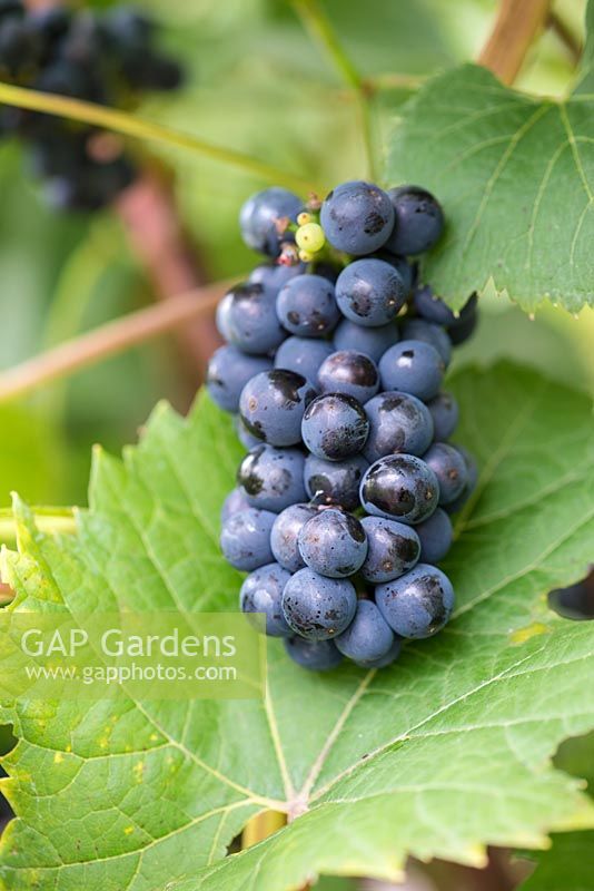 Vitis 'Marechal Foch' bears small, sugary black fruit tasting vaguely of cherries.