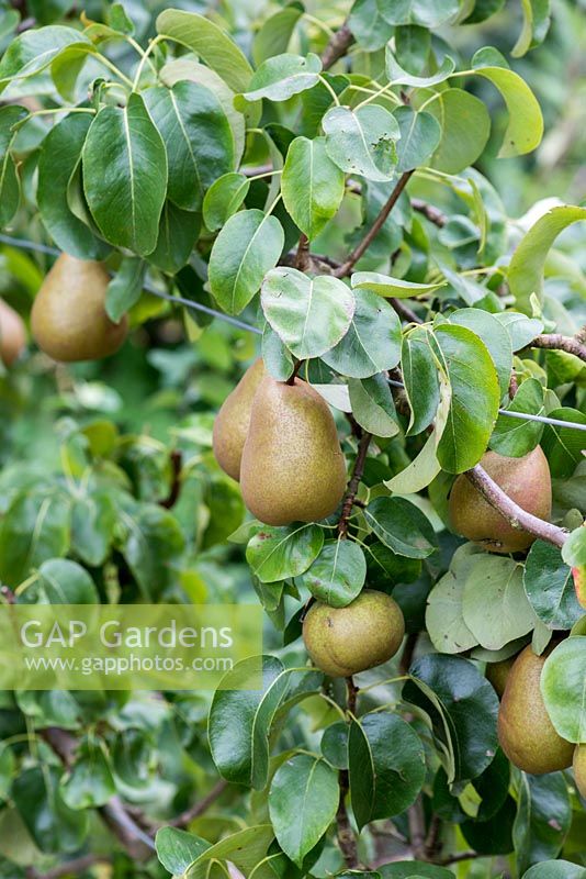 Pyrus 'Beurre Hardy', a classic French pear with a very good flavour.