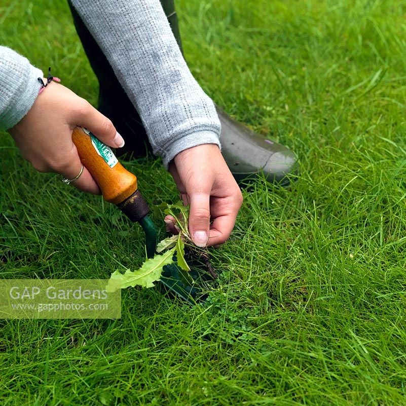 Perennial weeds such as dandelions should be gently teased out of lawns as soon as they appear, taking care to remove the long root