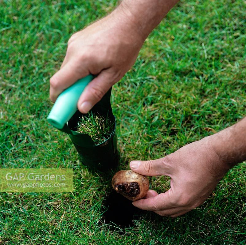 A hand-held bulb planter enables you to remove a soil plug, to the required depth, put in a bulb, and replace the plug over the top.