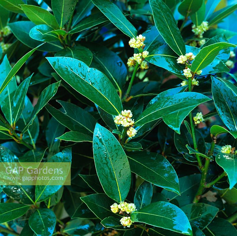 Laurus nobilis - Bay, evergreen tree. Has aromatic, glossy leaves used to flavour cooking. 