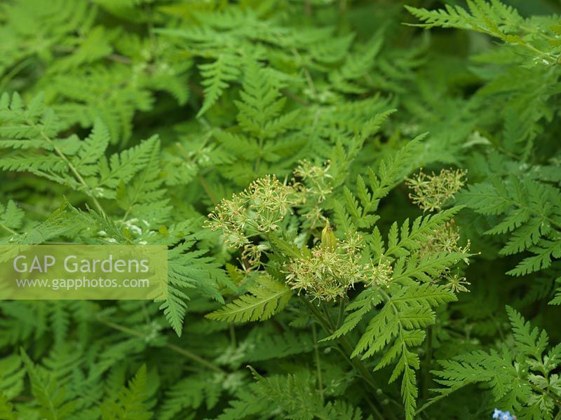 Myrrhis odorata - Sweet Cicely a perennial herb with feathery leaves that are aniseed flavoured, delicious added to salads or cooked fruit.