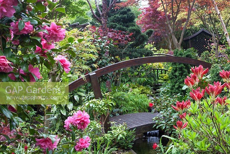 Bridge over pond with planting incuding Camellia japonica