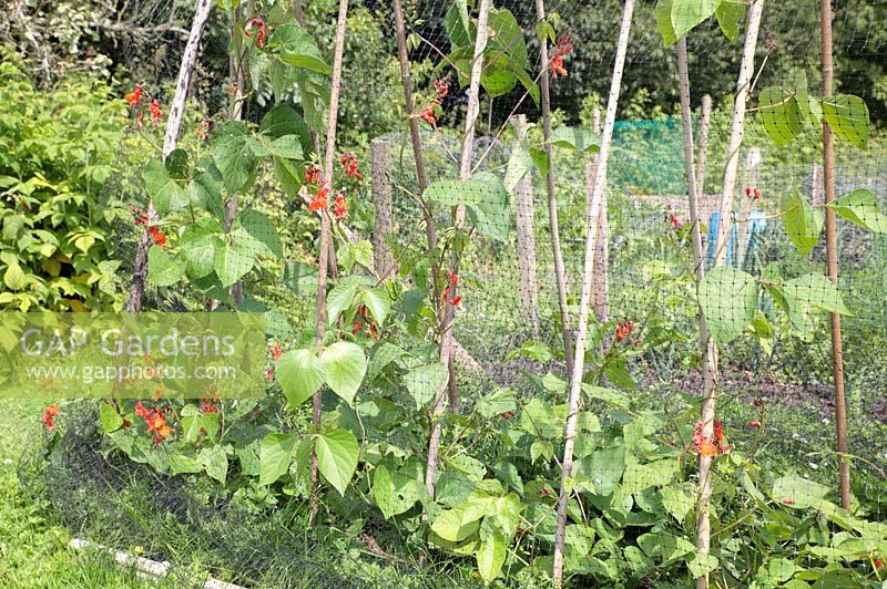 Runner beans trailing on poles behind protective mesh in allotment, nr Haywards Heath, West Sussex, England