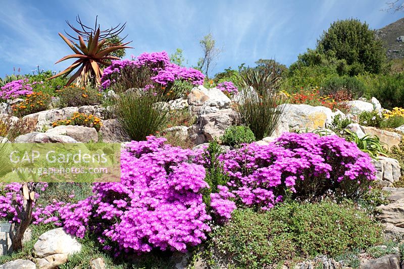 Vygie Flowers - Ice Plants, Kirstenbosch National Botanical Gardens, Cape Town, South Africa