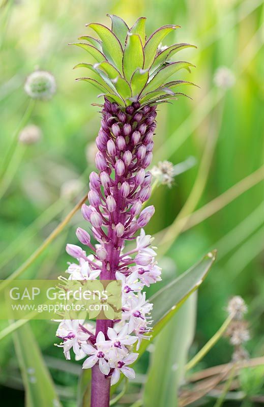 Eucomis comosa 'Can Can' - Pineapple plant or PIneapple Lily, Cape Town, South Africa