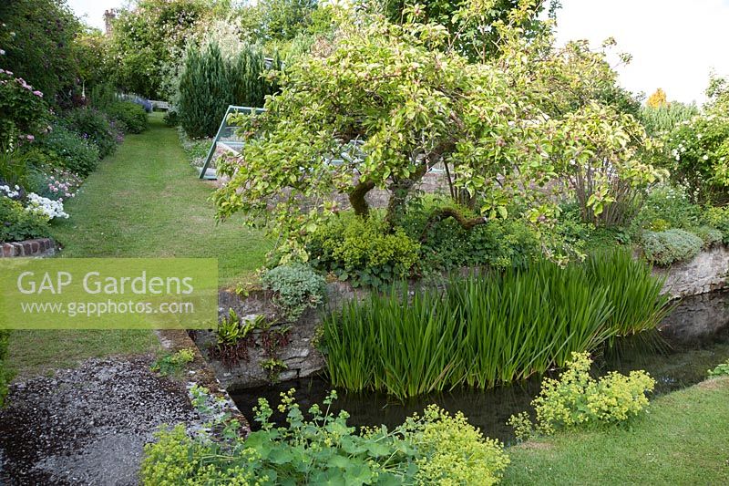 Old apple tree hangs over the River Bride as it runs through the lower end of the garden, underplanted with Alchemilla mollis Littlebredy Walled Gardens, Littlebredy, Dorset