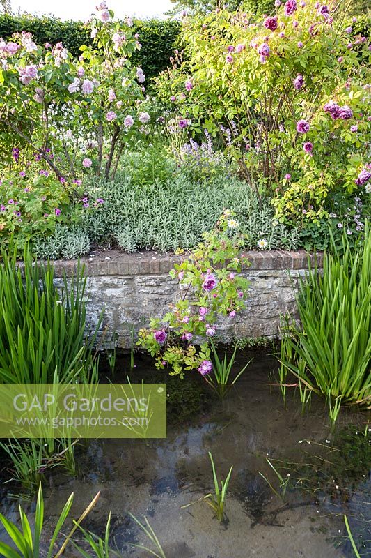 Old fashioned roses hang over the River Bride as it runs along the lower end of the garden, underplanted with hardy geraniums and catmint. Littlebredy Walled Gardens, Dorset