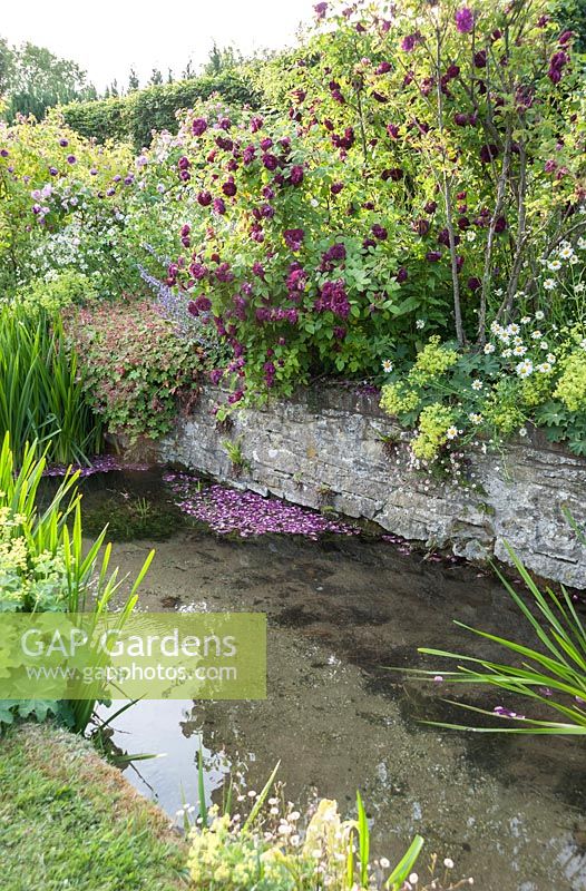 Deep purply red rose petals dropped into the River Bride by Rosa 'Tuscany Superb' underplanted wtih hardy geraniums. Littlebredy Walled Gardens, Littlebredy, Dorset