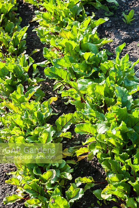 Lines of salad crops. Littlebredy Walled Gardens, Littlebredy, Dorset