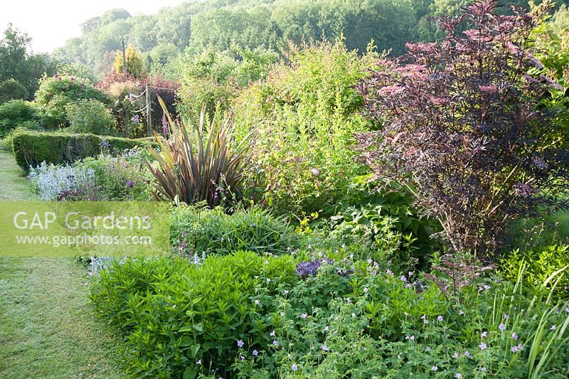 Top border with dark elders, Alchemilla mollis, phormiums, cirsium, hardy geraniums and foxgloves. Littlebredy Walled Gardens, Littlebredy, Dorset