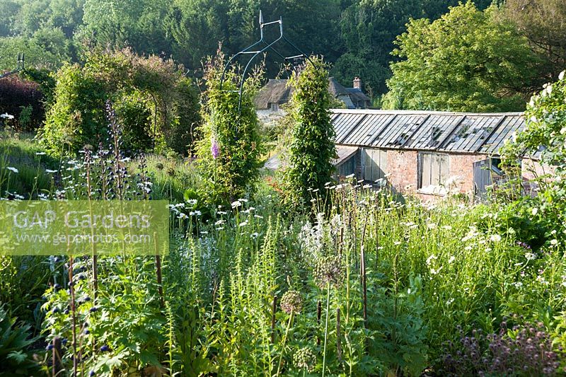 View down to derelict Victorian glasshouse undergoing restoration, across bed of delphiniums, oxeye daisies, Verbascum and Stachys byzantina. Littlebredy Walled Gardens, Littlebredy, Dorset