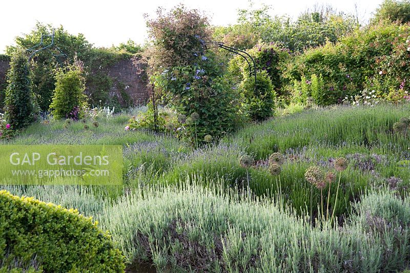 Beds full of lavender, allium seedheads and deep red heuchera surrounding clematis growing up metal obelisks. Littlebredy Walled Gardens, Littlebredy, Dorset