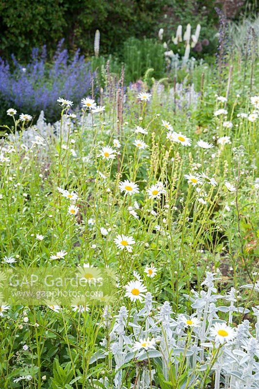 Beds packed with grey Stachys byzantina, hardy geraniums and oxeye daisies. Littlebredy Walled Gardens, Littlebredy, Dorset