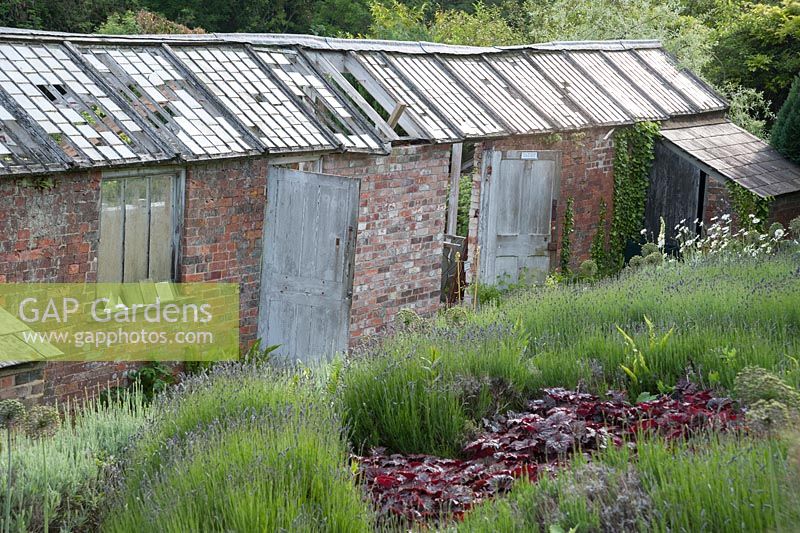 Beds full of lavender, allium seedheads and deep red heuchera beside Victorian glasshouses undergoing restoration. Littlebredy Walled Gardens, Littlebredy, Dorset