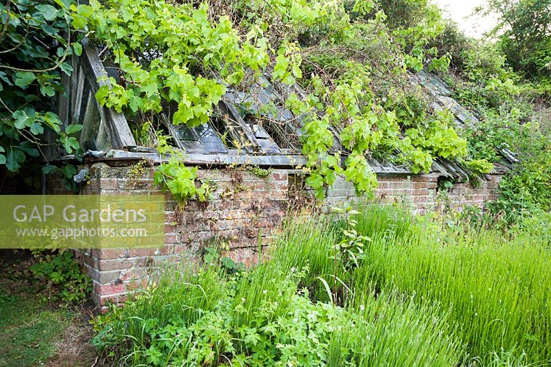 Derelict lean to glasshouse at the top of the garden with rampant vine emerging. Littlebredy Walled Gardens, Littlebredy, Dorset