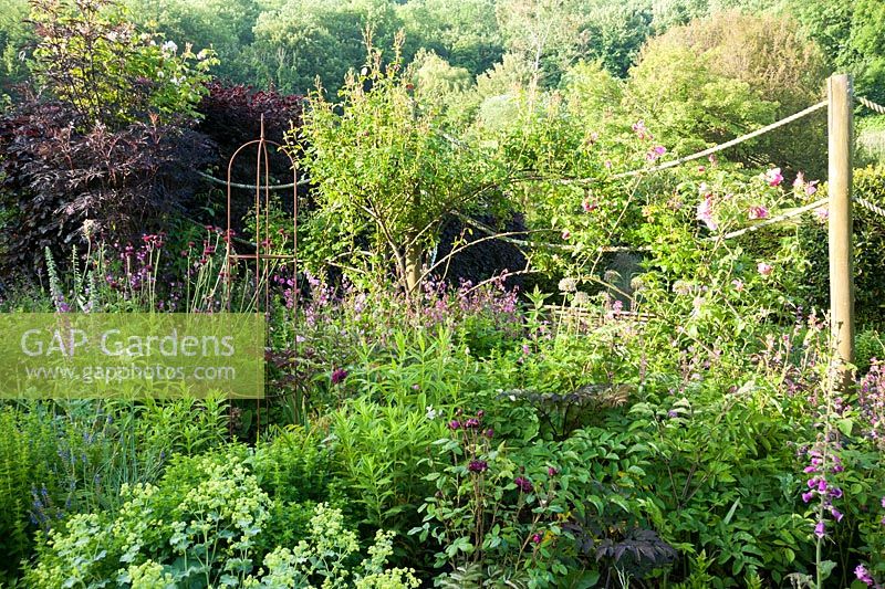 Top border with dark elders, Alchemilla mollis, red campion, cirsium and foxgloves. Littlebredy Walled Gardens, Littlebredy, Dorset