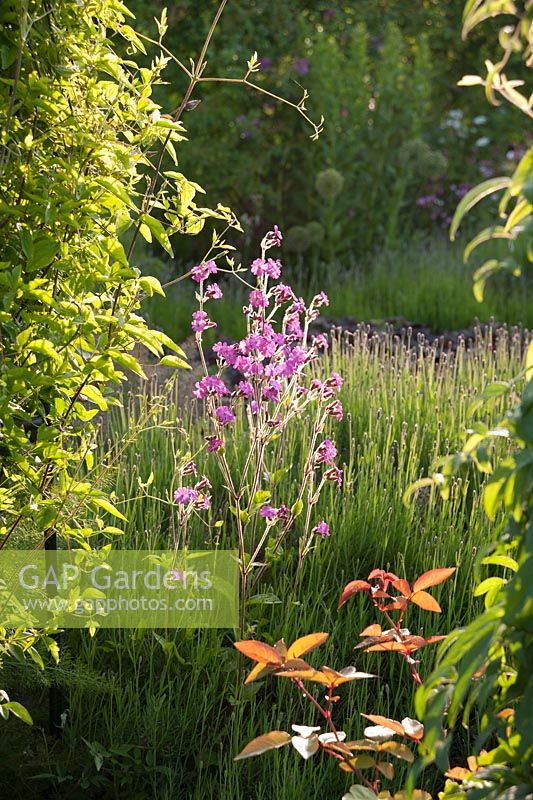 Red campion in a lavender bed catches the early sun. Littlebredy Walled Gardens, Littlebredy, Dorset