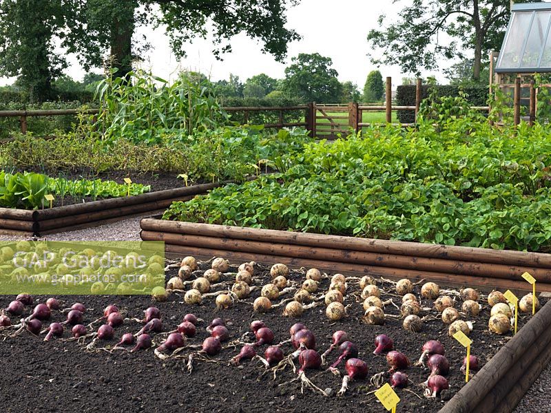 Raised beds of vegetables. View over onions drying on the surface of the soil, towards beds of strawberries, lettuce, leeks, potatoes and squash.