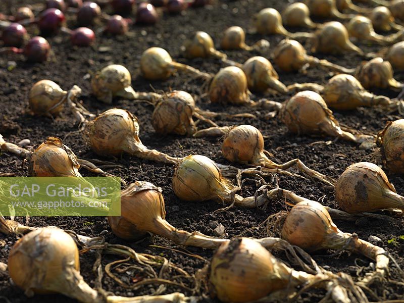 Onions drying on the surface of the soil.