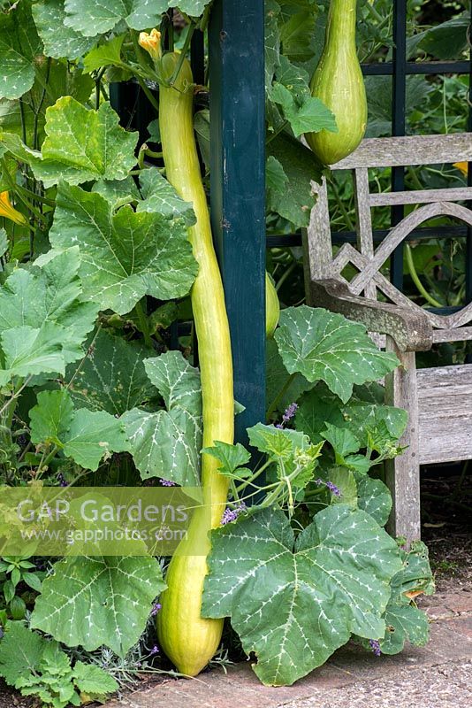 Cucurbita moschata 'Tromboncino', a gargantuan, one-metre-long green squash, the plant supported on an arbour.