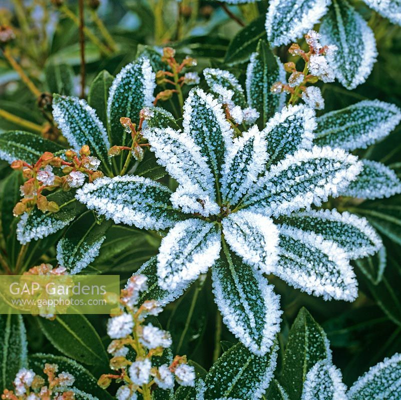 Pieris rosette of leaves heavily frosted.