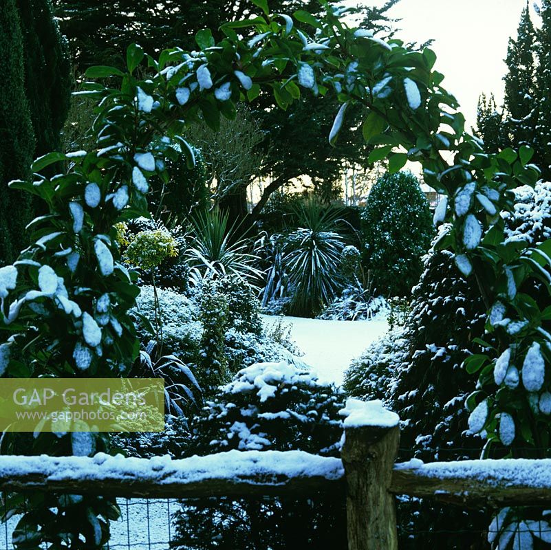 Dusting of snow on laurel arch frames view of topiarised conifer, holly, euonymus and yew, grasses, phormium and cordyline. Rustic fence.