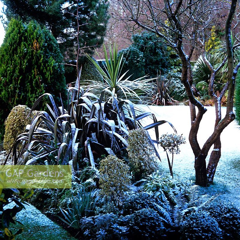 Snow covers lawn, sprinkled on evergreen island bed of laurel, fern, grasses, euonymus, holly, phormium and lonicera. Right: bare stems of old lilac.