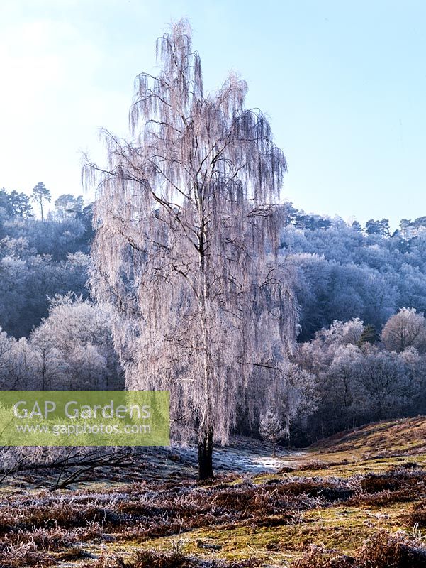 Betula pendula - A lone silver birch is coated in hoar frost, offset against a hillside of largely deciduous trees behind.
