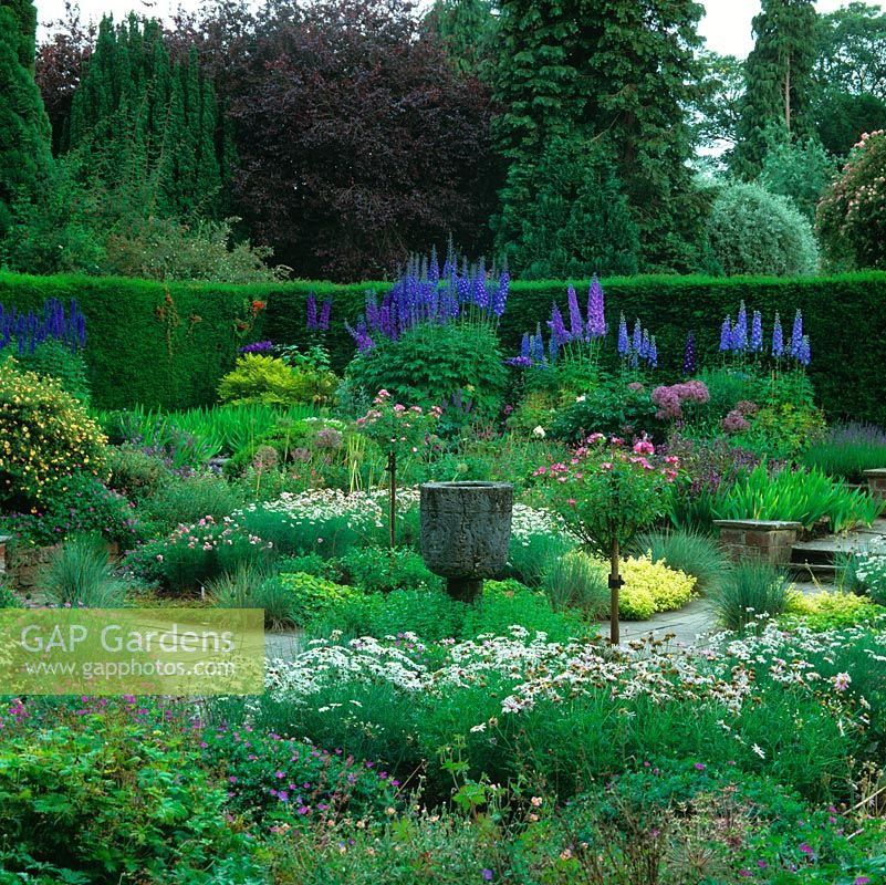 Sylvias garden, in memory of Robin Comptons mother. Splashes of Argyranthemum. Lavender, geranium, oregano, iris and salvia edge paths. Many Delphinium Elatum hybrids.