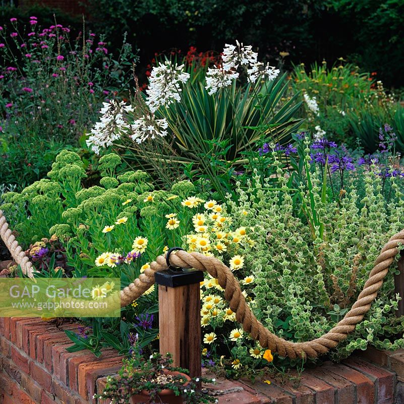 Brick retaining wall topped with wooden posts and rope. In bed, anthemis, phlomis, sedum, yucca and both white and blue agapanthus.