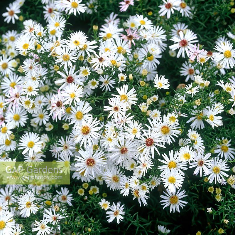 Aster Oktoberlicht. National Collection of autumn-flowering asters.