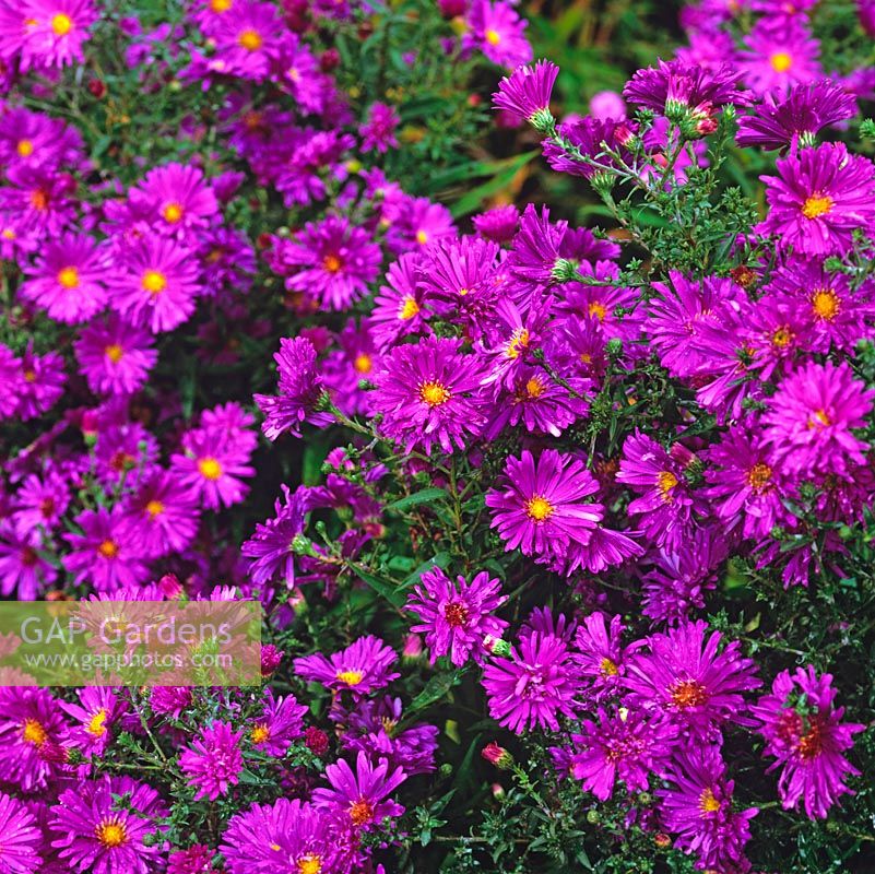 Aster novi-belgii 'Blauglut', National Collection of autumn-flowering asters.