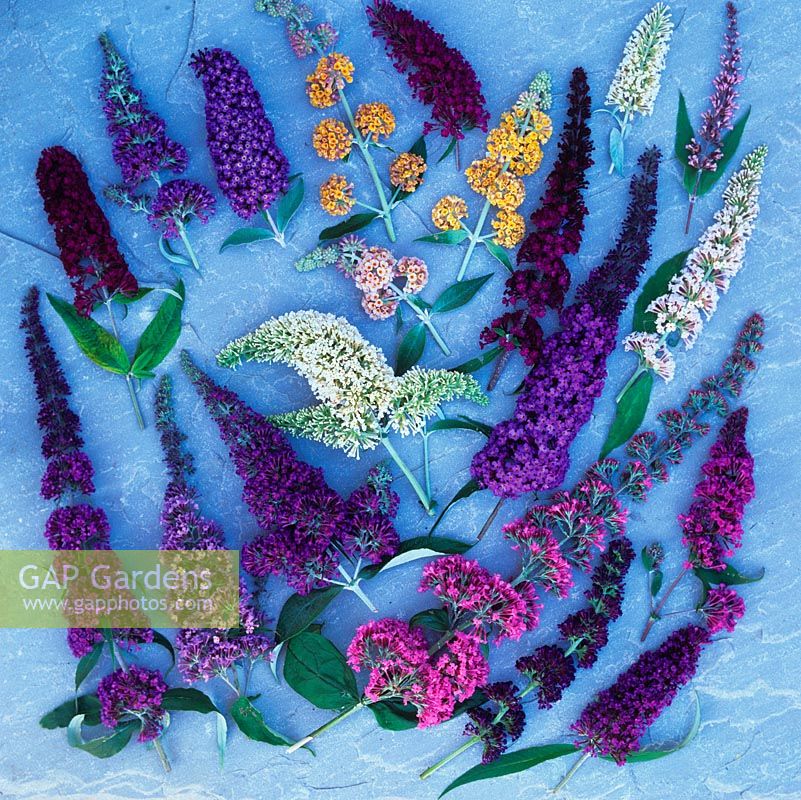 20 buddleja, ranging from gold B. weyeriana Sunburst and Moonlight, white albiflora and White Wings, Pink Delight, Royal Red, Nanho Purple and Black Knight. 