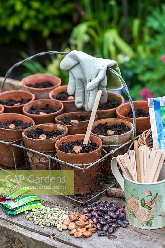 In spring, planting seeds - peas, broad beans and runner beans in compost in terracotta pots, in preparation for planting out in the kitchen garden.