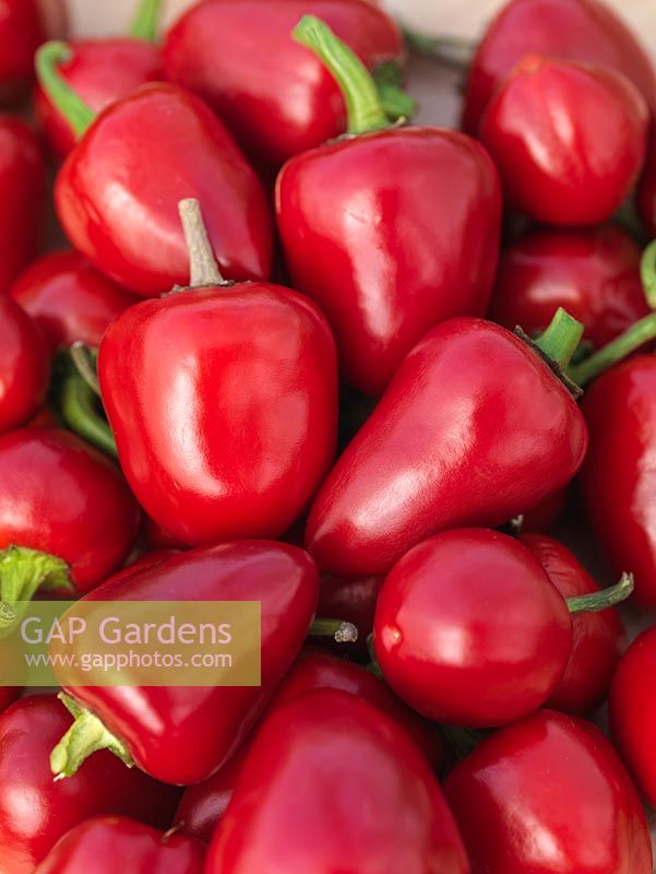 Chilli 'Cherry Bomb', a collection of this small, red chilli pepper that resembles a tomato.