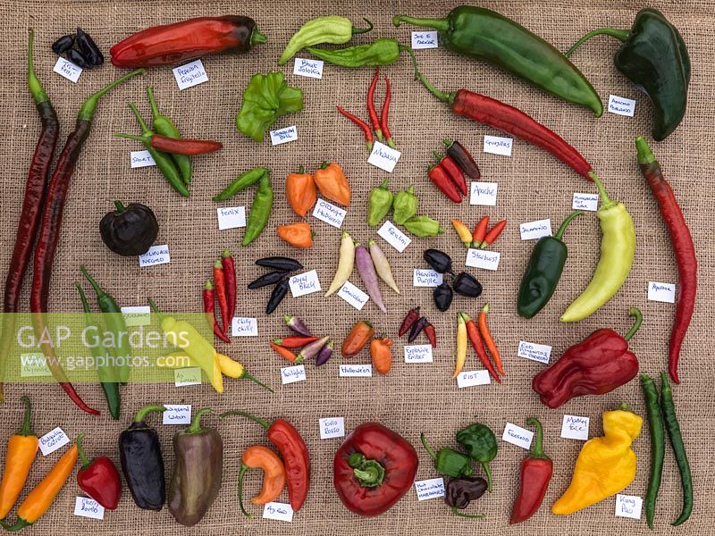Capsicum annuum - Harvested chilli peppers laid out on hessian cloth and labeled. 'Apache', 'Cherry Bomb', 'Hot Pixie', 'Monkey face', 'Peperone', 'Fresno', 'Riot', 'Santa Fe', 'Trifetti', 'Twilight', 'Hungarian Wax', 'Medusa', 'Bhut Jolokia', 'Sport'.