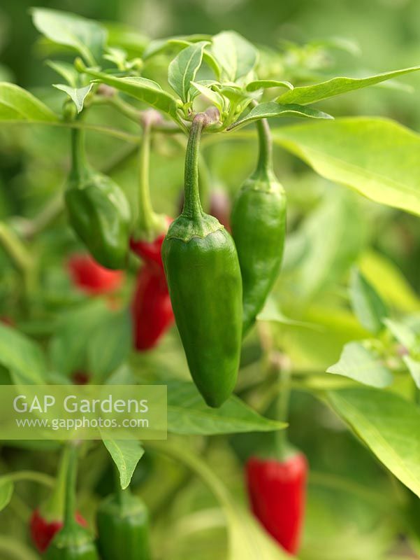 Capsicum annuum 'Apache' - Chilli pepper, small, pointed green chilli ripen to red.
