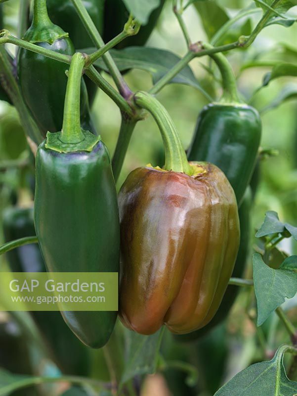 Chilli pepper Jalapeno, a green variety that ripens to red.