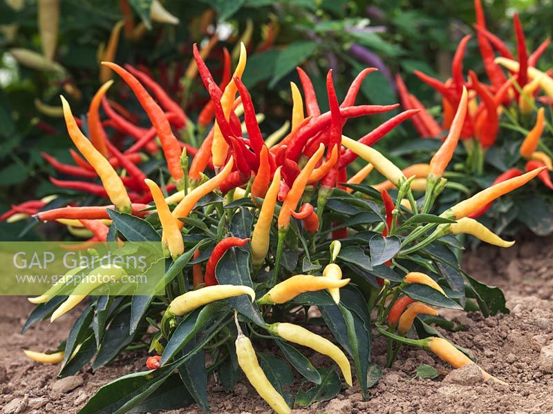 Capsicum annuum 'Medusa' bears lots of tiny, spiky, upright red or yellow chillies. Ornamental plant, but fruits are hot